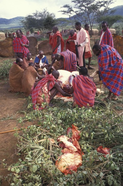 KENYA, Kajiado, Maasai elders prepare the meat feast which is part of  the initiation ceremony that