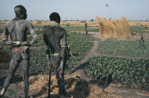 SUDAN, Farming, "Dinka men contemplating field of tobacco, the only crop grown during the dry