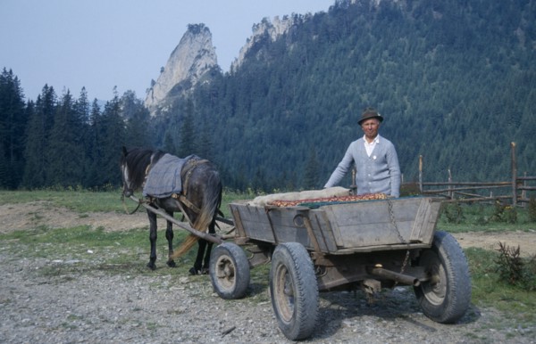 ROMANIA, Carpathian Mountains, Farmer with horse drawn wooden cart.