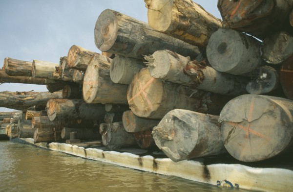 BRAZIL, Amazonas, Amazon River, Jauari district of Itacoatiara. Cut rainforest timber floating down