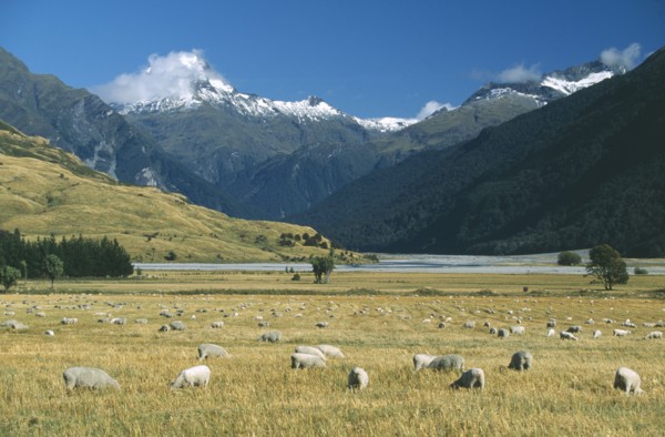 NEW ZEALAND, South Island, Farming, View west across the Makarpra River Valley and grazing sheep
