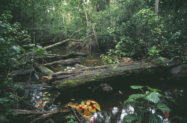 COSTA RICA, Limon, Rainforest interior near Cahuita on the Caribbean coast