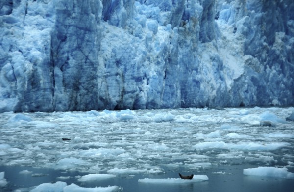 USA, Alaska, Near Juneau, View over floating icebergs with resting seals toward sheer ice cliff of