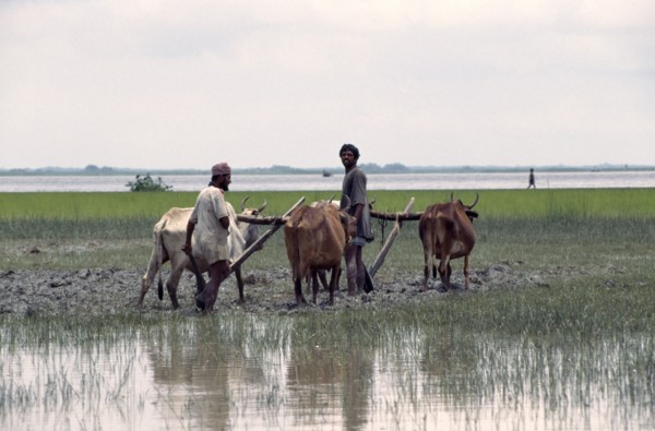 BANGLADESH, General, Oxen ploughing in flooded paddy field