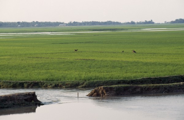 BANGLADESH, Chittagong, Sylhet, Breached embankment and rice fields