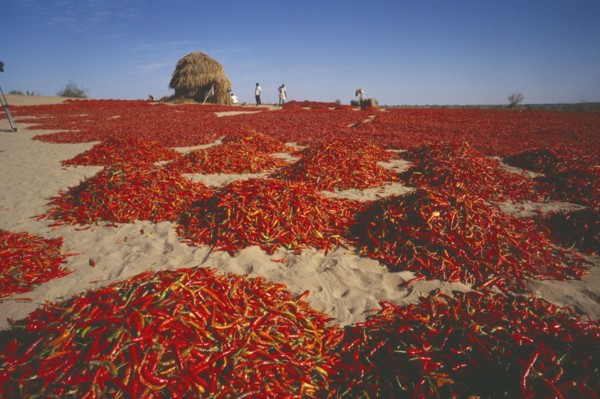 INDIA, Rajasthan, Pokhran, Chillies spread out to dry near Pokhran.