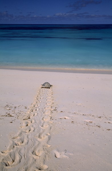 SEYCHELLES, Bird Island, View from sandy beach of a Hawksbill turtle returning to the sea after