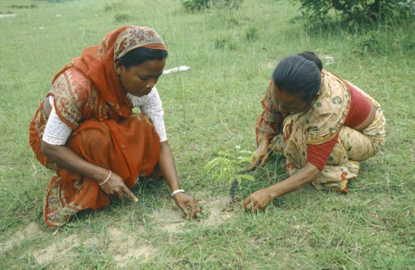 NEPAL, Saptari, Women planting tree sapling as part of community reforestation project.