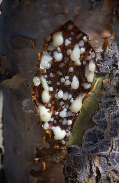 OMAN, Dhofar, Close view of Frankincense tree oozing resin from incisions made in trunk.