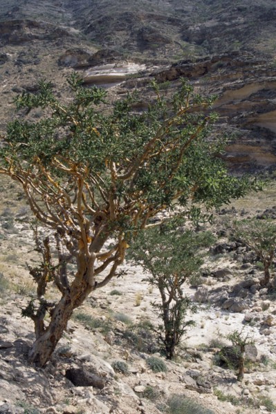 OMAN, Trees, Frankincense tree.