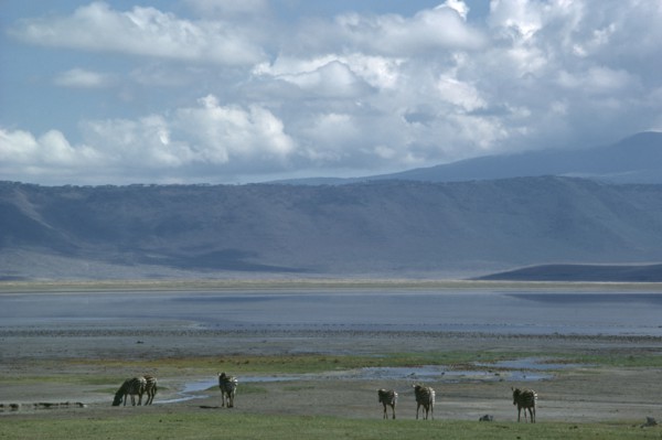 TANZANIA, Ngorongoro Crater, Landscape with grazing zebra.