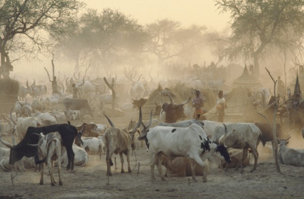 SUDAN, Agar, Dinka cattle camp.  Herd tethered to posts around thatched huts and tribespeople.