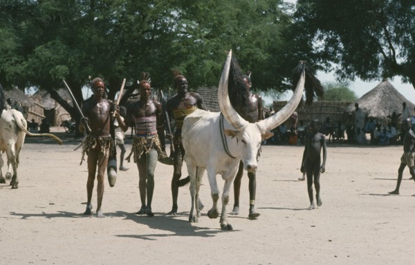 SUDAN, Dinka People, Customs and Rituals, Dinka Cattle festival or Fertility festival with group of