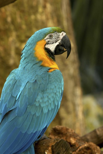 BIRDS, Single, Parrot, Close up of a blue and yellow feathered parrot sitting on a branch in the