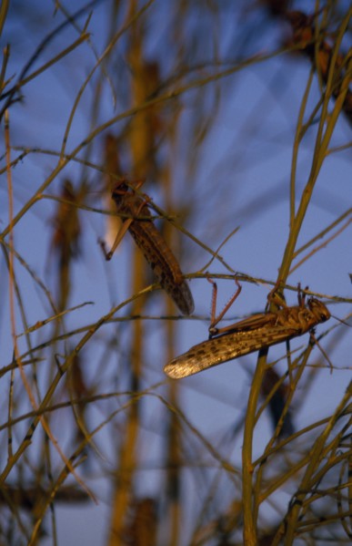 MALI, Sahara Desert, Locusts, Swarm of locusts.
