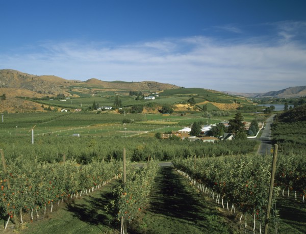USA, Washington State, Chelan, Mason. View over fruit orchards towards Banjo Creek Farm and Dry