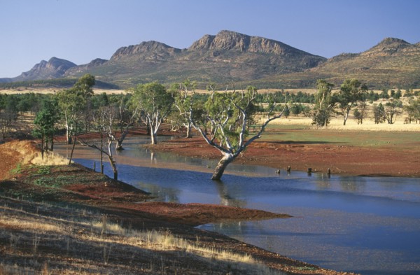 AUSTRALIA, South Australia, Flinders Ranges NP, Gum trees in a billabong at Rawnsley and the south