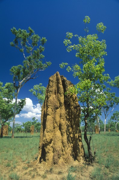AUSTRALIA, Northern Territory, Kakadu Nat. Park, Huge termite nests or cathedrals.