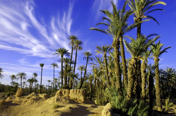 MOROCCO, Marrakech, Palm trees in rocky landscape with wispy white clouds in the blue sky above