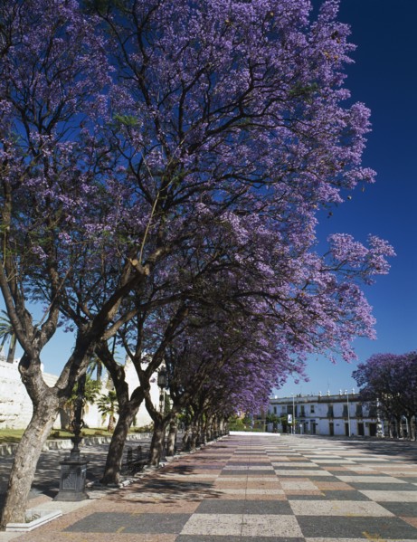 SPAIN, Andalucia, Cadiz, Jerez de la Frontera. Alcazar promenade with line of Jacaranda tress in