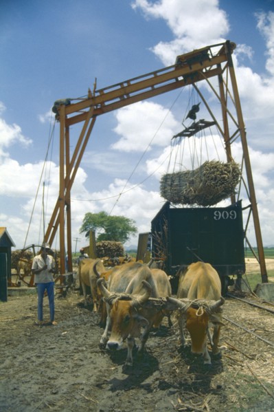 WEST INDIES, Dominican Republic, Farming, Team of oxen being used to power lifting mechanism for