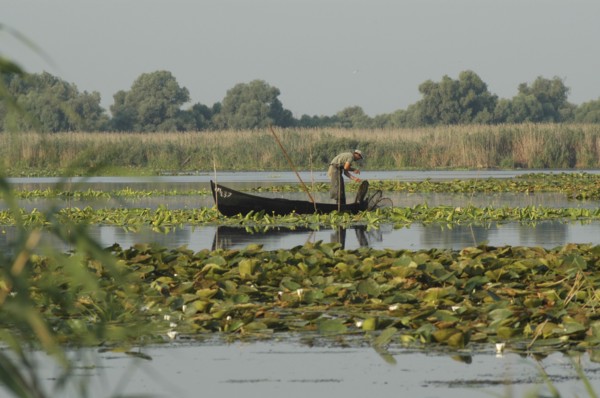 ROMANIA, Tulcea, Danube Delta Biosphere Reserve, Professional fisherman in canoe on Lake Isac