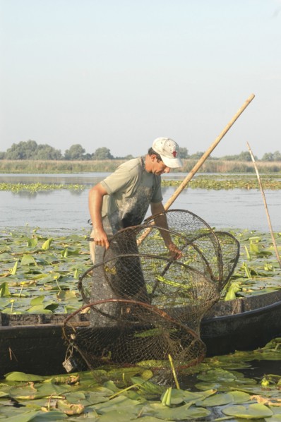 ROMANIA, Tulcea, Danube Delta Biosphere Reserve, Professional fisherman in canoe on Lake Isac