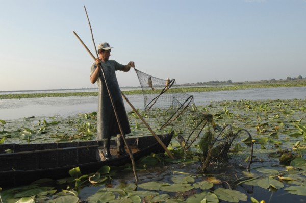 ROMANIA, Tulcea, Danube Delta Biosphere Reserve, Professional fisherman in canoe on Lake Isac