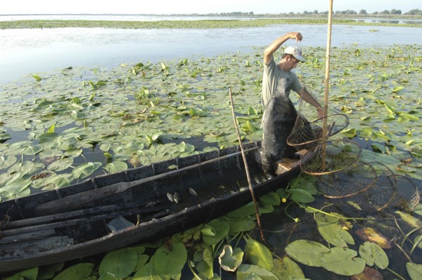 ROMANIA, Tulcea, Danube Delta Biosphere Reserve, Professional fisherman in canoe on Lake Isac