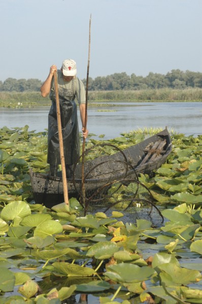 ROMANIA, Tulcea, Danube Delta Biosphere Reserve, Professional fisherman in canoe on Lake Isac