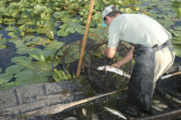 ROMANIA, Tulcea, Danube Delta Biosphere Reserve, Professional fisherman in canoe on Lake Isac