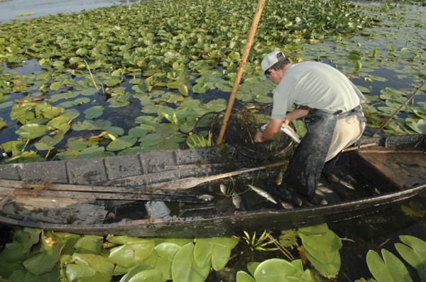 ROMANIA, Tulcea, Danube Delta Biosphere Reserve, Professional fisherman in canoe on Lake Isac