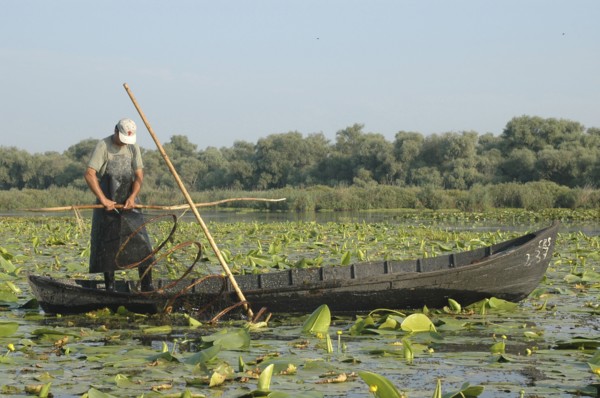 ROMANIA, Tulcea, Danube Delta Biosphere Reserve, Professional fisherman in canoe on Lake Isac