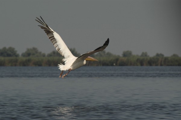 ROMANIA, Tulcea, Danube Delta Biosphere Reserve, Pelican taking off and flying low over lake