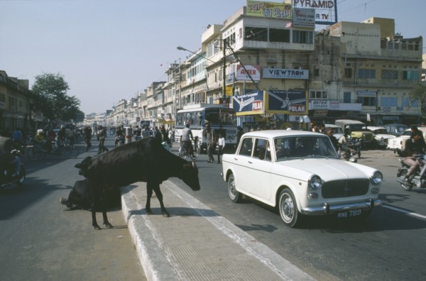 INDIA, Uttar Pradesh, Delhi, Cows crossing the road in traffic
