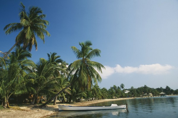 HONDURAS, Bay Islands, Roatan, Beach with moored boat and overhanging palms