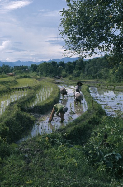 LAOS, Farming, People working in paddy fields.