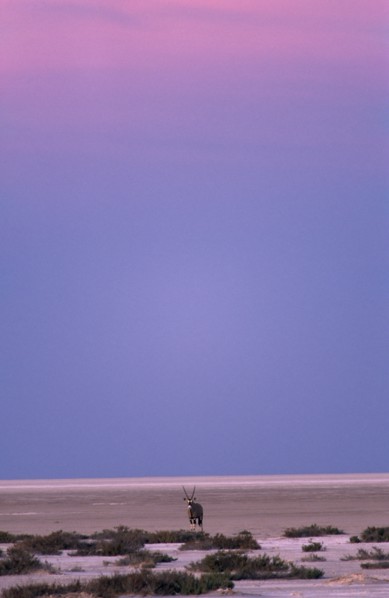 ANIMALS, Oryx, Gemsbok-pan point ( Oryx Gazella ) standing in the empty desert landscape in pink