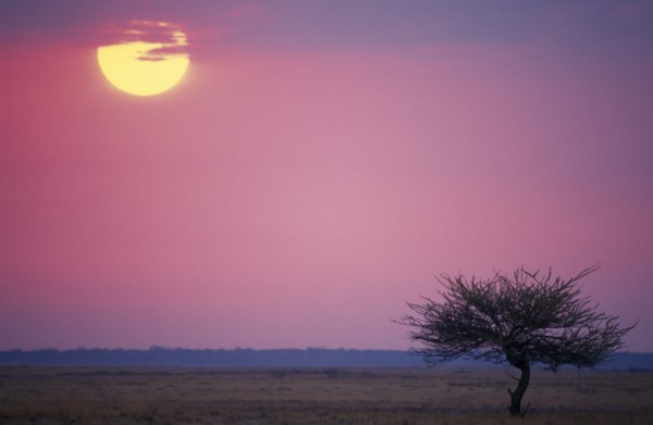 NAMIBIA, Landscape, Savannah sunrise with single tree in the foreground and sun rising in to a pink