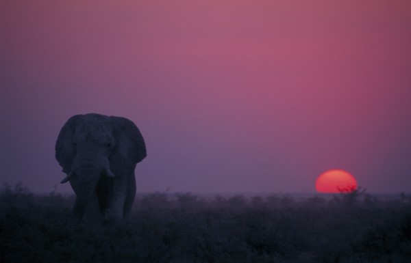 ANIMALS, Big Game, African Elephants, Elephant at sunset. Loxodonta Africana.
