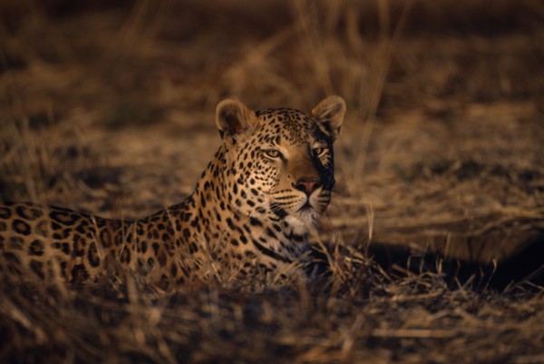 ANIMALS, Big Cats, Leopards, Leopard ( Panthera pardus ) lying in grass.