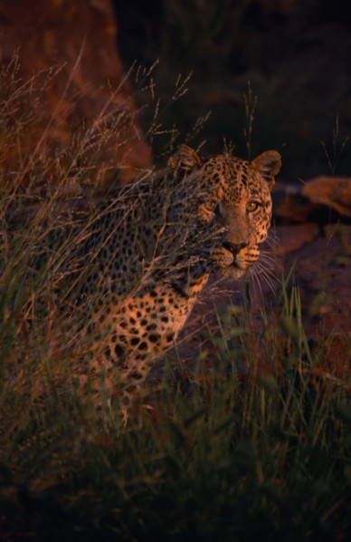 ANIMALS, Big Cats, Leopards, Leopard ( Panthera pardus ) standing in long grass.