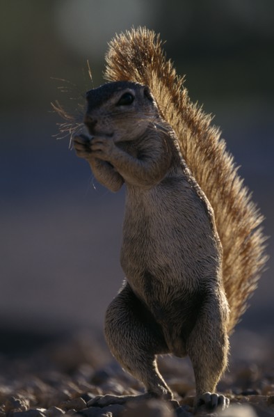 ANIMALS, Rodents, Squirrels, Full length portrait of a Ground Squirrel ( Xerus inauris ).