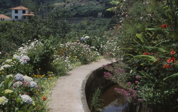 PORTUGAL, Madiera, Levada dos Tornos in the gardens near the Hortensia Teahouse