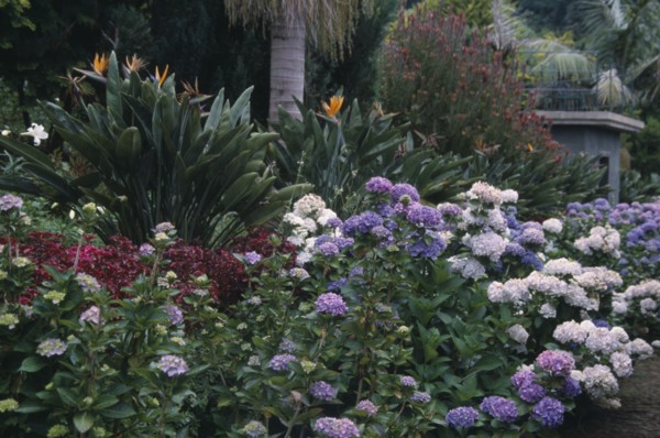 PORTUGAL, Madiera, Monte Palace Tropical Gardens