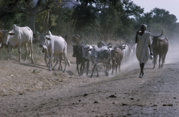 NIGERIA, Agriculture, Herdsman walking along a dusty road with cattle