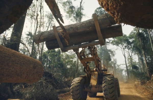 IVORY COAST, Environment, Deforestation.  Clearing tropical hardwood forest