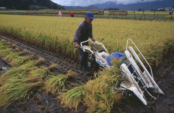 JAPAN, Honshu, Densho en, Farmer using hand powered machine to harvest rice fields