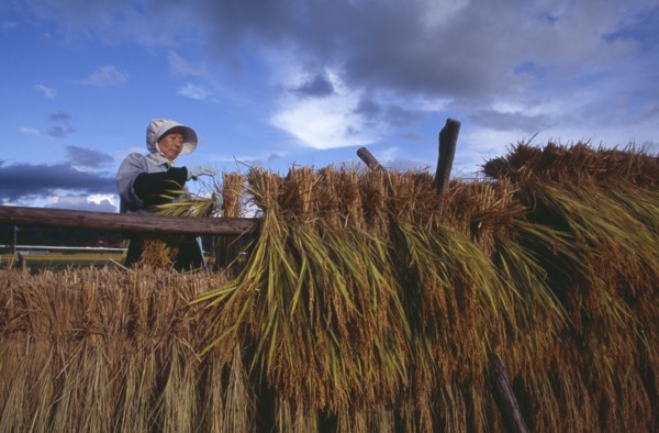 JAPAN, Honshu, Densho en, Female farm worker hanging bales of rice on drying racks with dramatic