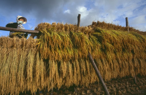 JAPAN, Honshu, Densho en, Female farm worker hanging bales of rice on drying racks with dramatic